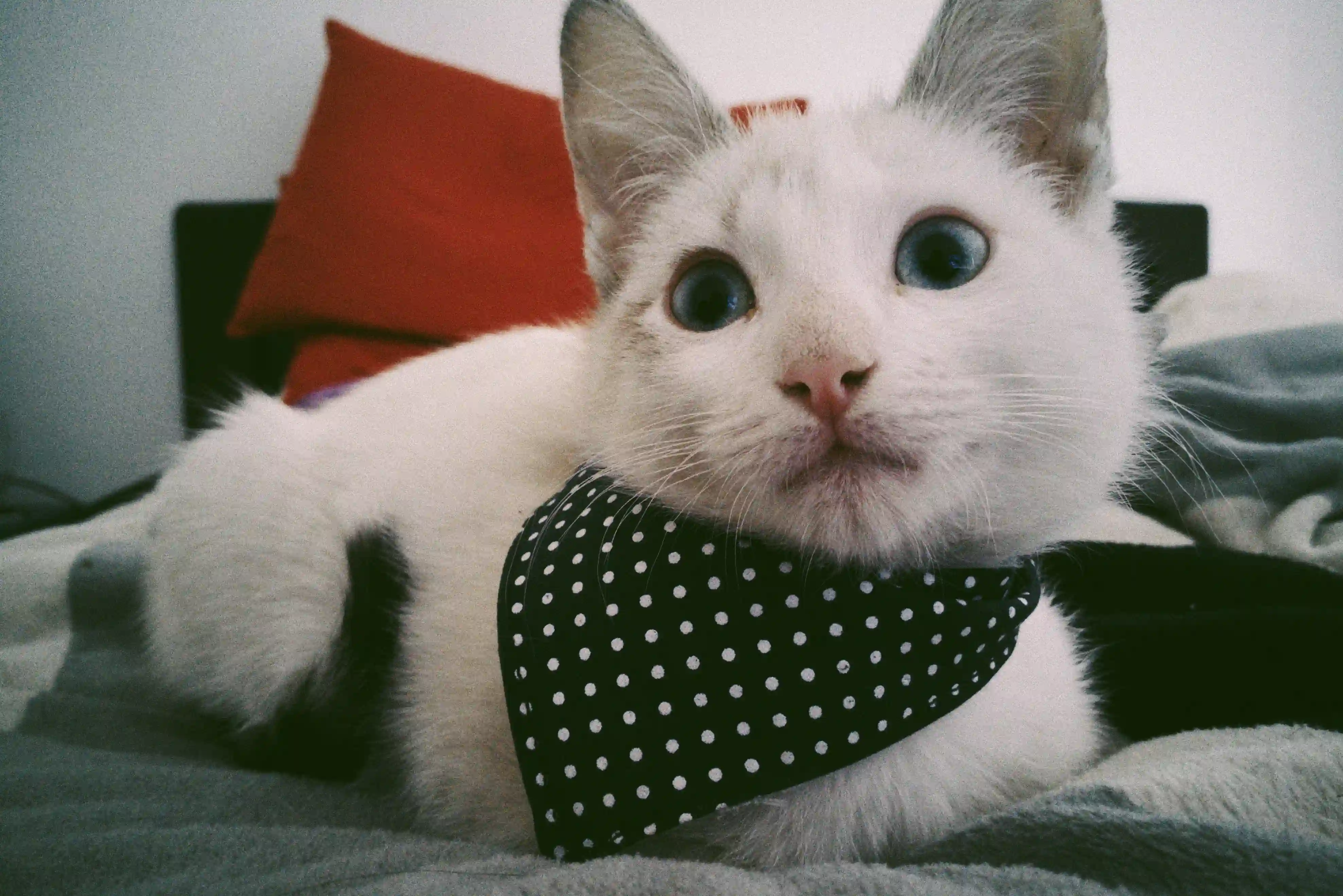 Orión de bebé — el gato que inspiró Koona